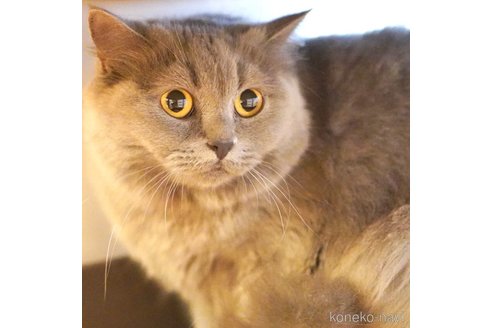 おはぎちゃん1枚目